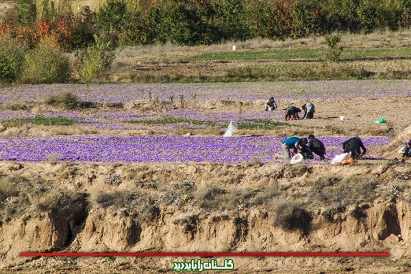 روستای وامنان