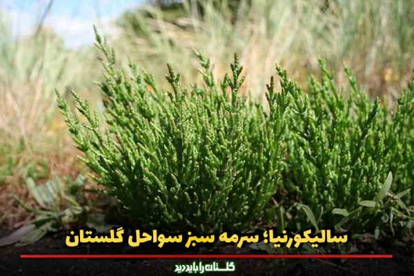 سالیکورنیا؛ سرمه سبز سواحل گلستان