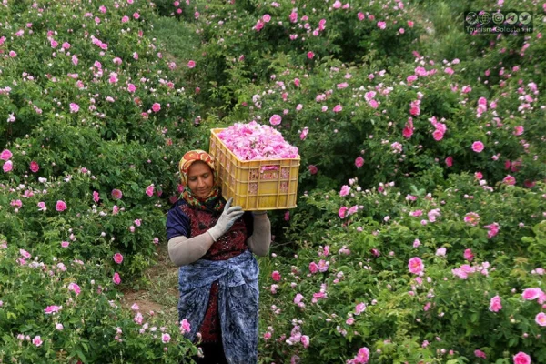 امسال ۶۵ هکتار گل محمدی در گلستان کشت شده است