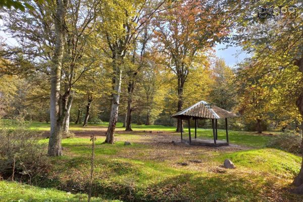 آخرین بازمانده جنگل جلگه‌ای گلستان در معرض خطر نابودی
