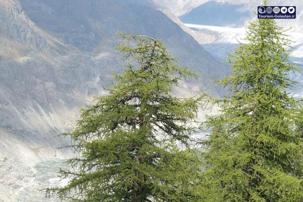 zarbin_sarv سرو زربین- رامیان- گلستان