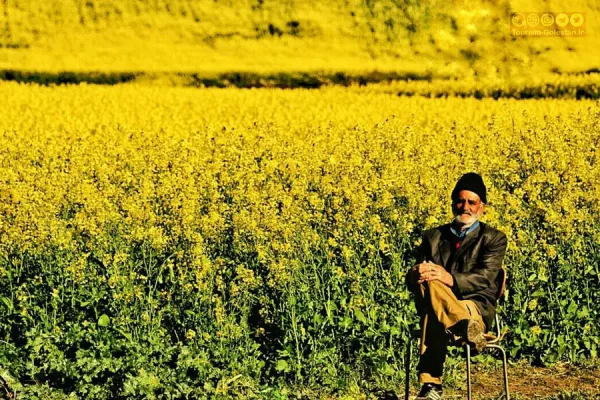 canola-fields-golestan-tourism canola-fields-golestan-tourism