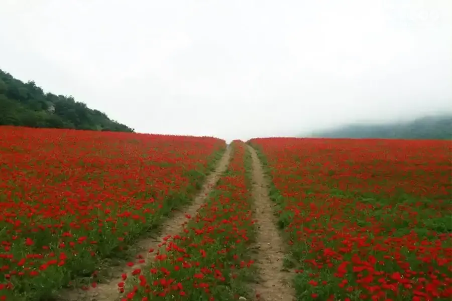 دشت شقایق پادلدل