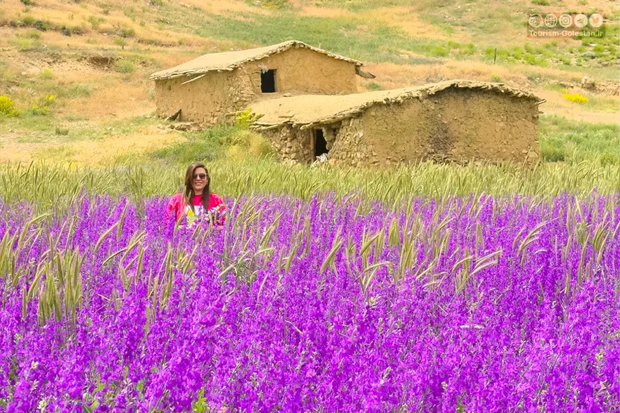 شدت گلهای وحشی شاهکوه
