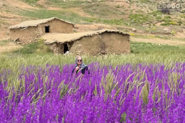 شدت گلهای وحشی شاهکوه
