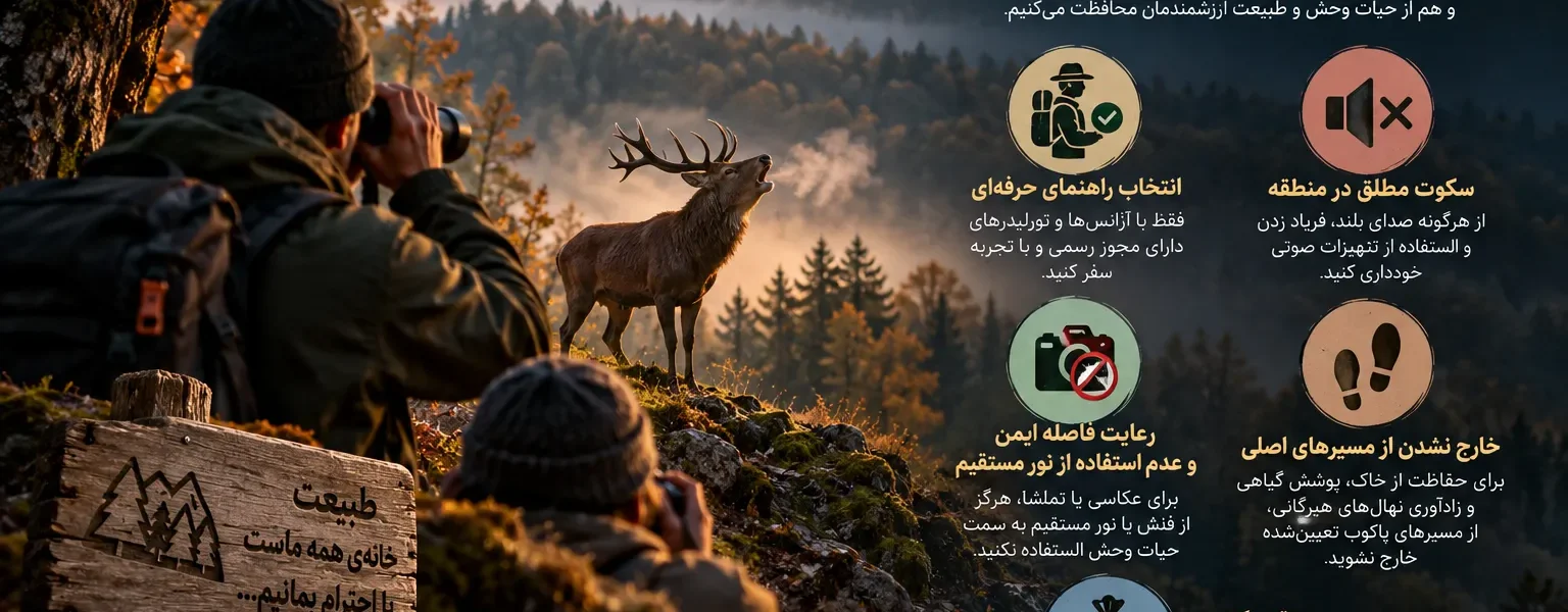 گاو بانگی